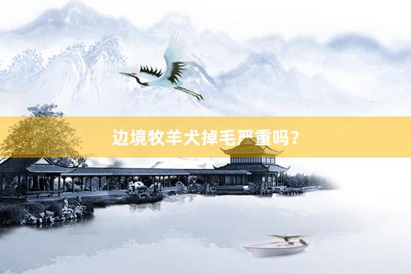 边境牧羊犬掉毛严重吗？